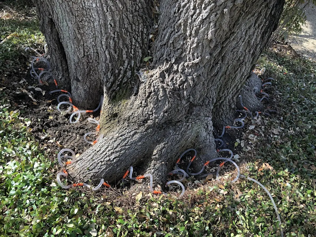 Detailed Tree Cabling and Bracing job site in Ludlow