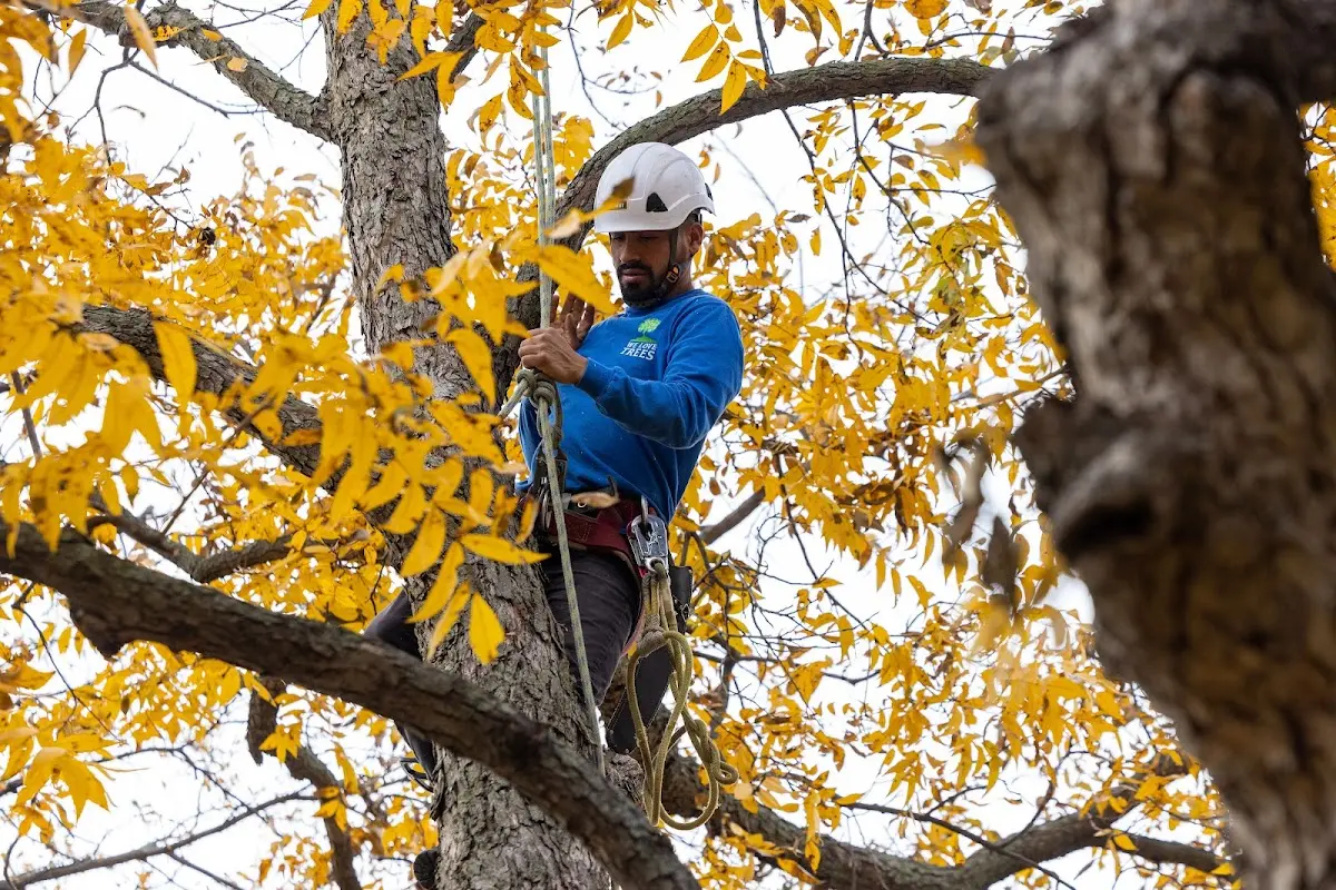 Skilled Storm Damage Cleanup crew working in Ludlow